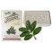 White Mirovolos soap with mastic 